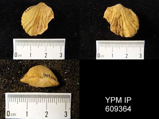 Eatonia medialis