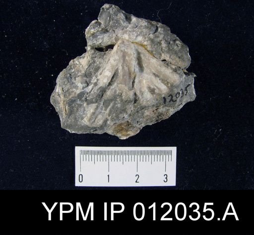 Parakeyserlingina fredericksi