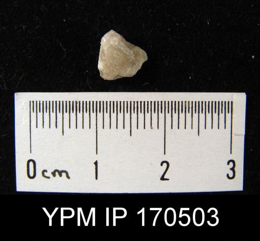 undet. Brachiopoda