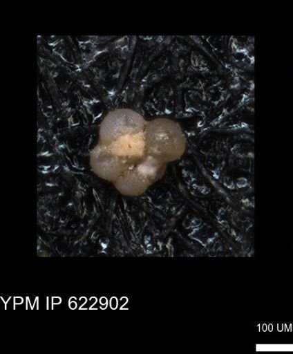 undet. Globigerinina