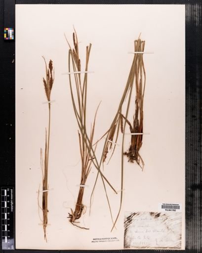 Carex