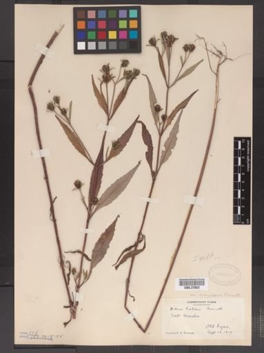 Bidens eatonii