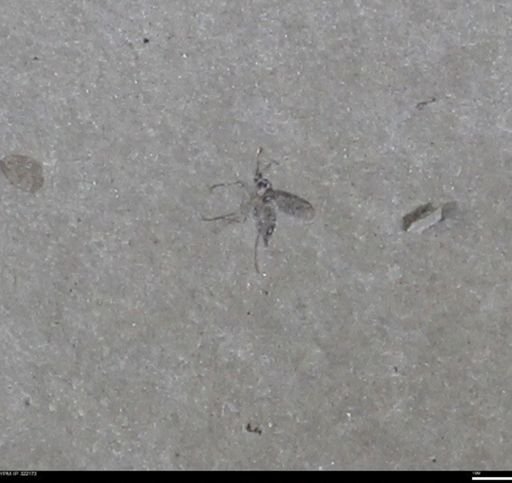 undet. Insecta