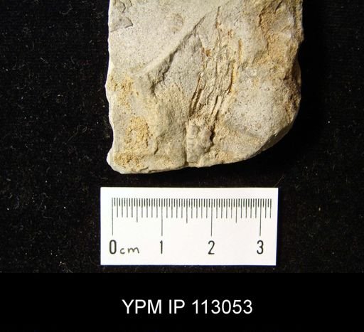 Ectenocrinus simplex