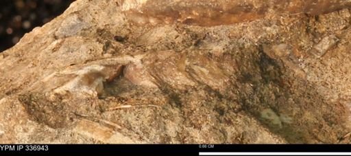 undet. Mollusca