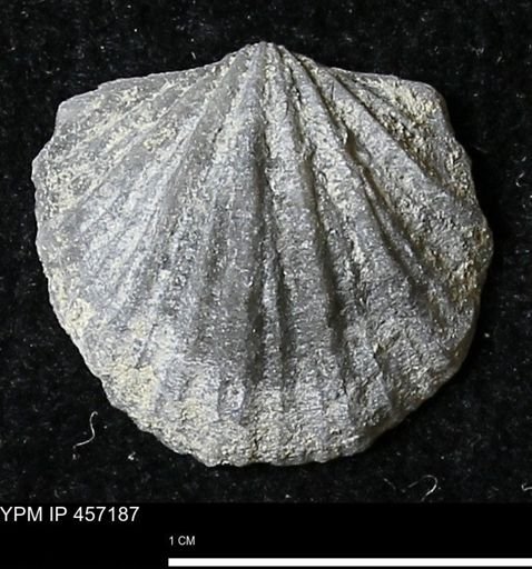 Stropheodonta erratica solidicosta