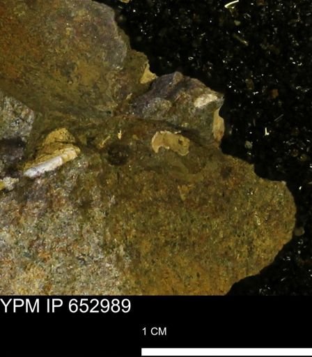 Mollusca