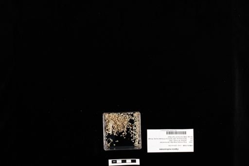 Elgaria multicarinata