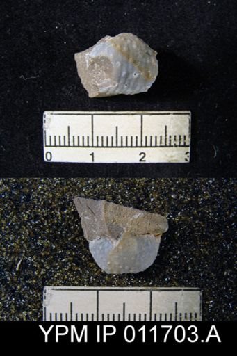 Marginifera manzanica