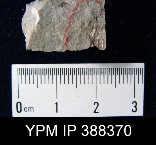 Pustula nebrascensis