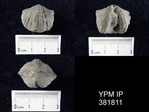 Platystrophia crassa