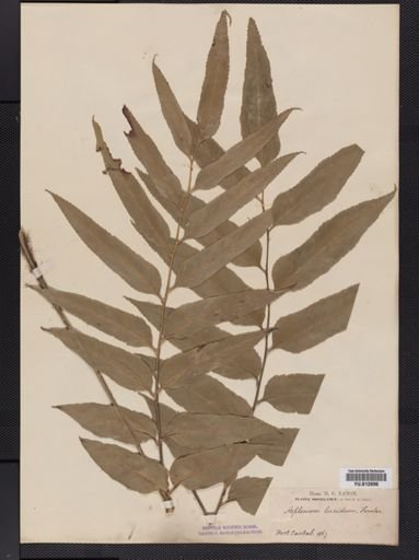 Asplenium