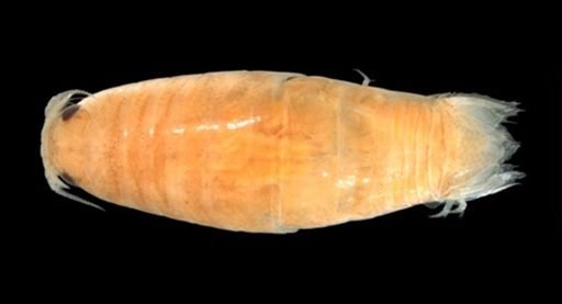 Cirolanidae
