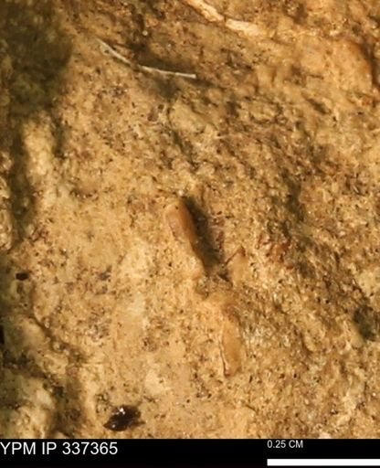 undet. Mollusca