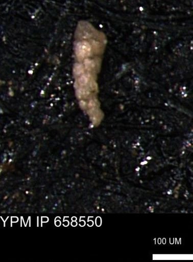 Verneuilinoides kansasensis