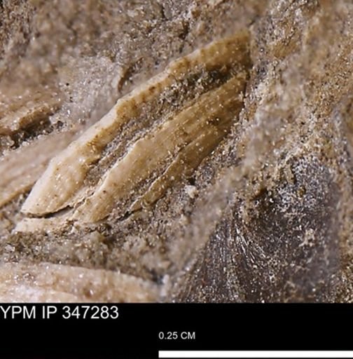 undet. Bivalvia