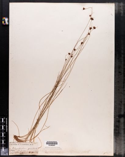 Rhynchospora gracilenta