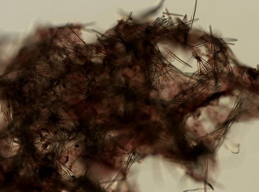 Haliclona (Gellius) sp.