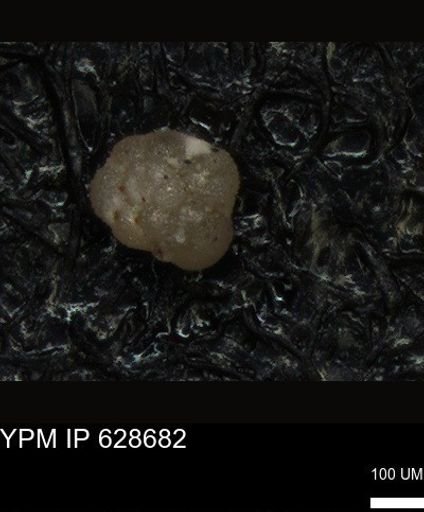 undet. Foraminiferida