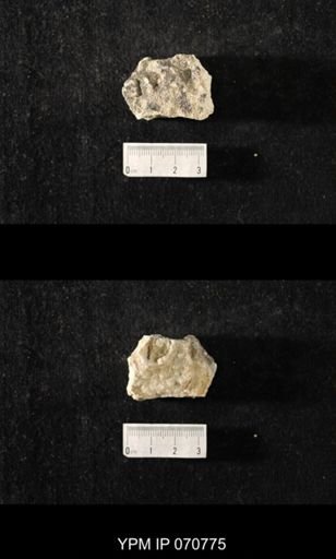 Favosites louisvillensis