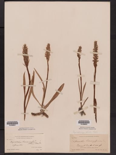 Spiranthes romanzoffiana