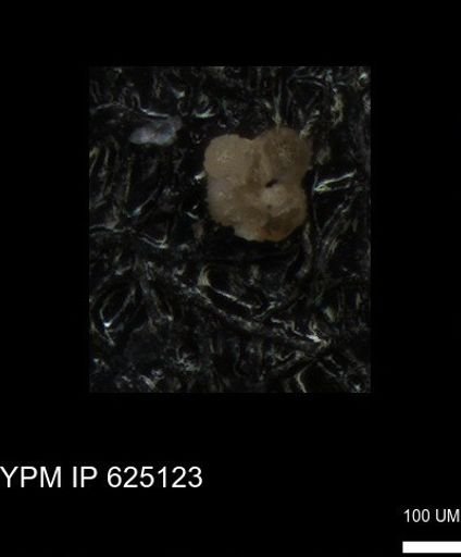 undet. Foraminiferida