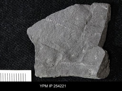 Dicellograptus divaricatus