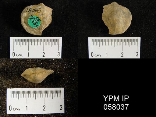 Dalmanella perelegans