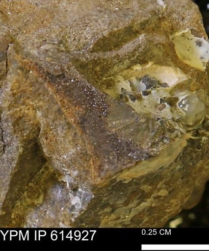 undet. Mollusca