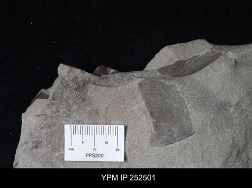 undet. Eurypterida