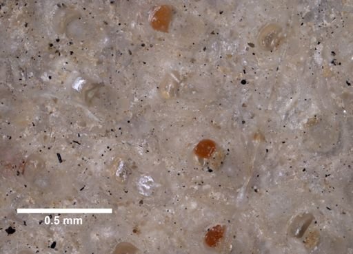 Porella proboscidea