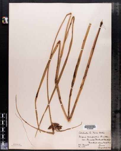 Scirpus paludosus