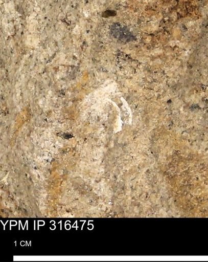 undet. Mollusca