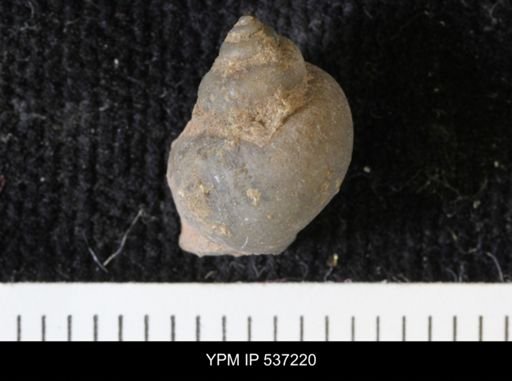 Viviparus montanaensis