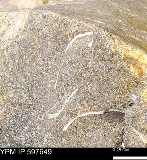 undet. Bivalvia