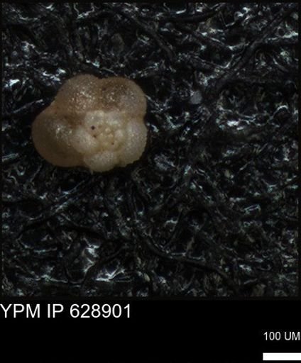 undet. Foraminiferida