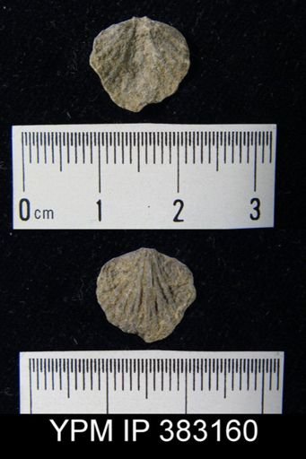 Spinatrypina?