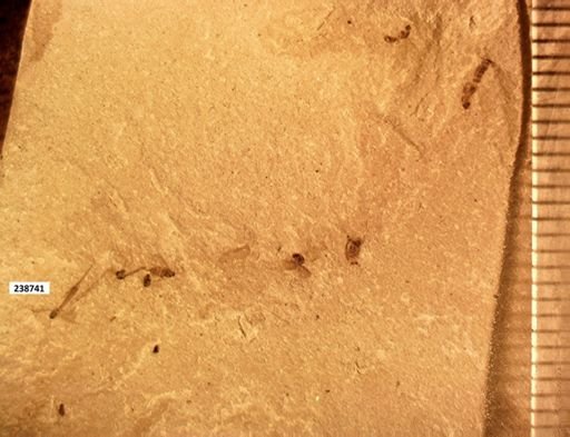 undet. Diptera