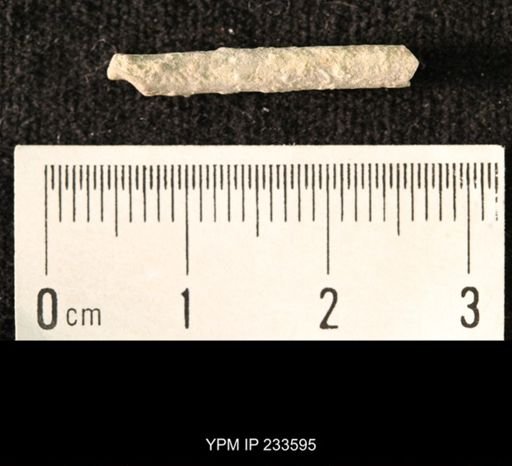 Archaeocidaris sp.