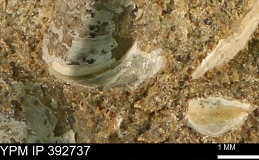 Protocardia sp.