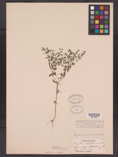 Paronychia canadensis