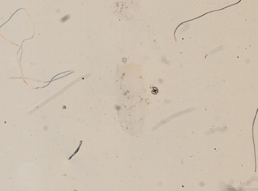 Zonitoides nitidus
