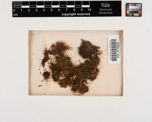 Plantae