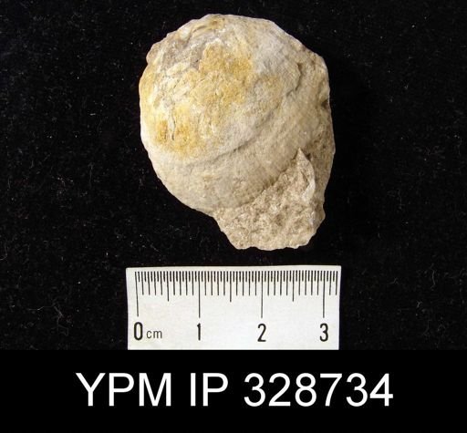 undet. Strophomenida