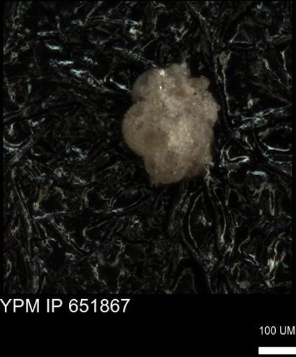 undet. Foraminiferida