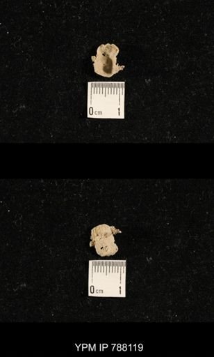 undet. Brachiopoda