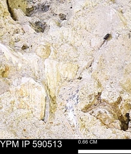 undet. Mollusca