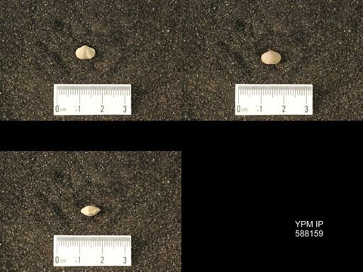 Platystrophia sp.