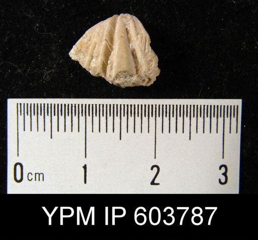 Punctospirifer aff. scabriocosta