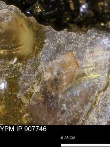 undet. Mollusca